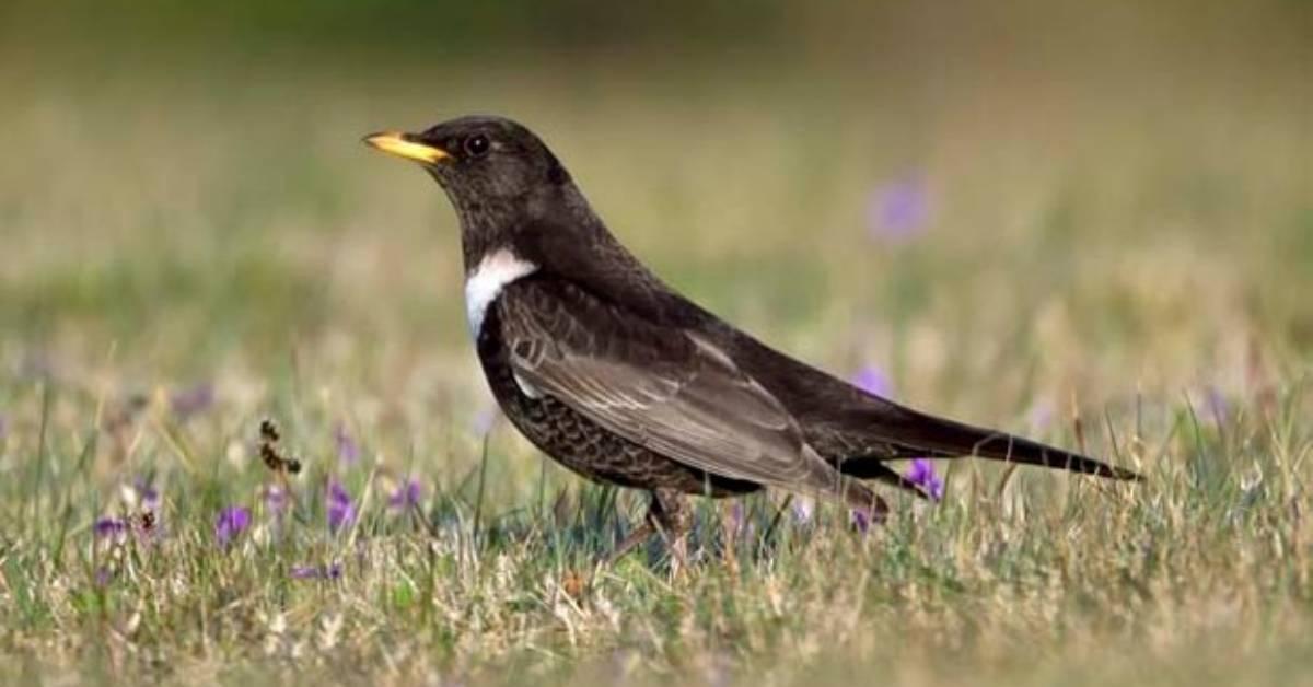 006333-ring-ouzel-paul-hillion-8d37a56