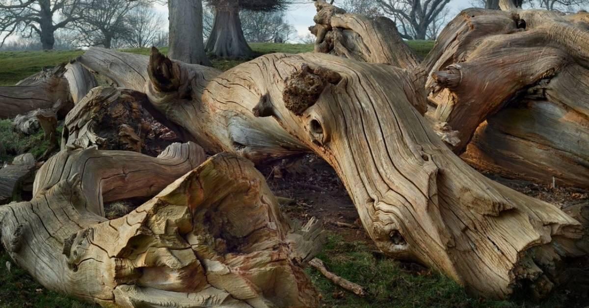 ripon-25th-april-2022-fallen-trees-at-studley-deer-park
