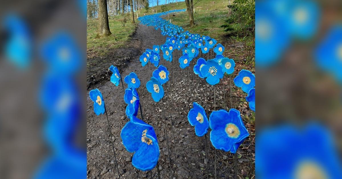 himalayan-blue-poppies