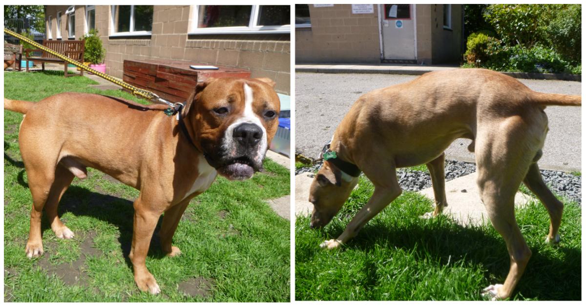 RSPCA malnourished dogs Nelson brothers