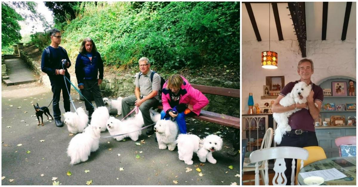 Coton dogs at the tea party Scarlett's tea room in Knaresborough
