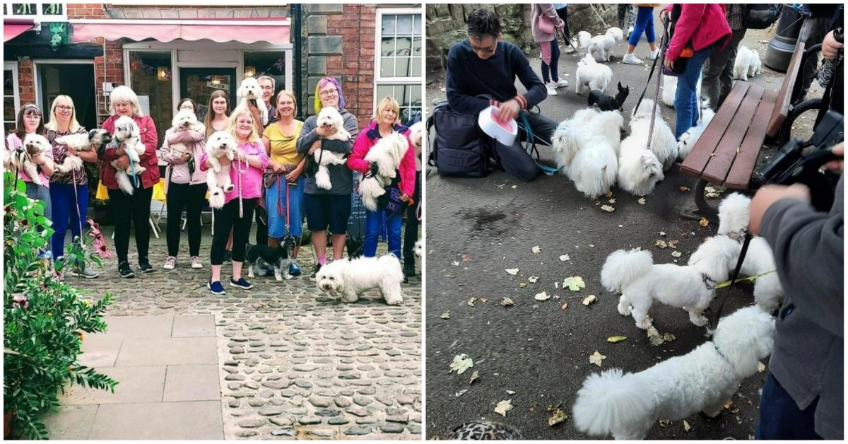Coton dogs outside Scarlett's tea room in Knaresborough
