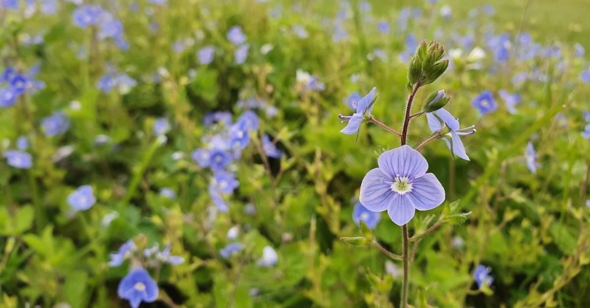 ripon-3rd-jan-2023-speedwell-at-hell-wath