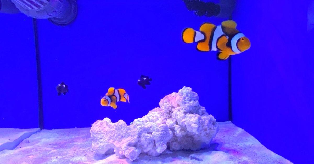 Wave Aquariums Jonny Rhodes