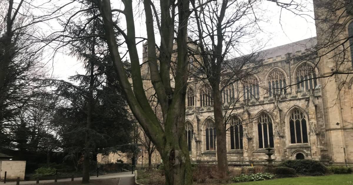 ripon-6th-march-2023-veteran-beech-tree