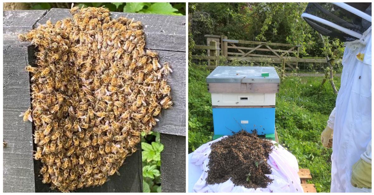 collage-maker-23-may-2023-08-48-am-4334