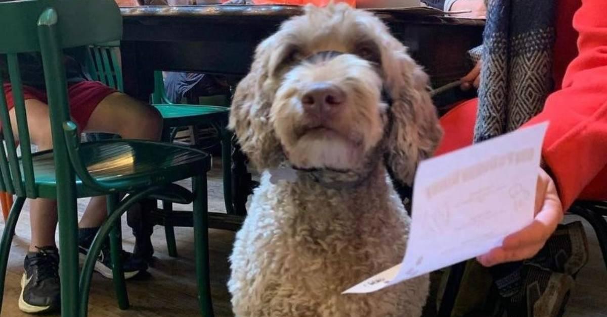 ripon-15th-may-2023-dog-at-olivers-pantry