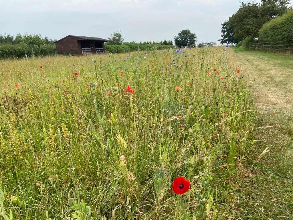 microsoftteams-image-108