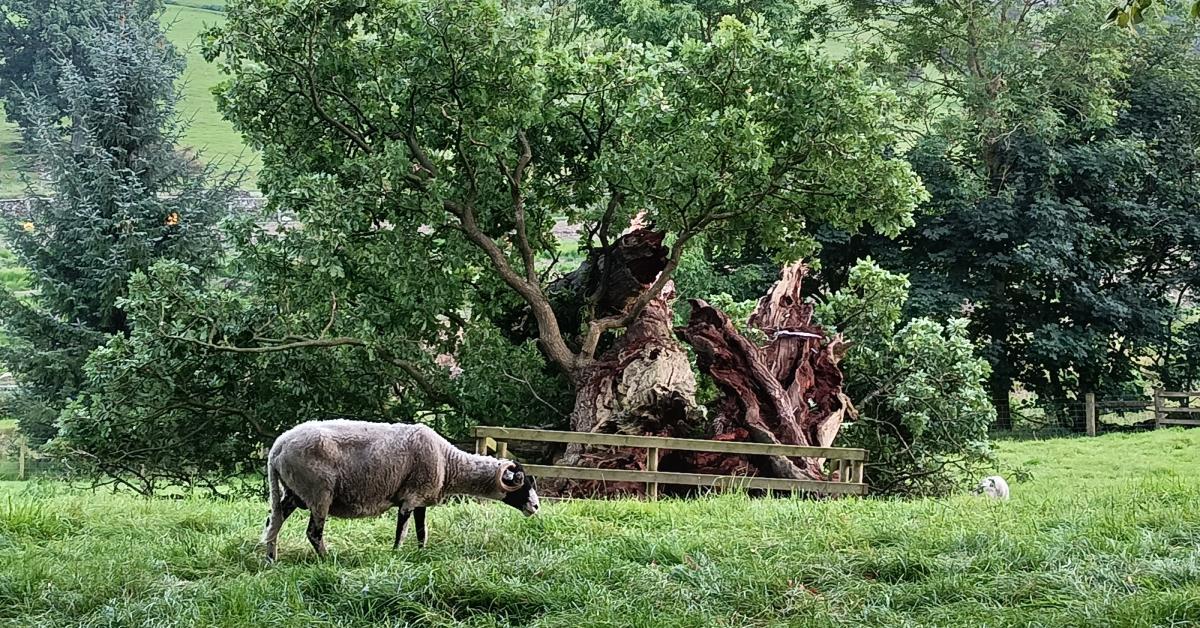 forestkboro-lasttree-sheep
