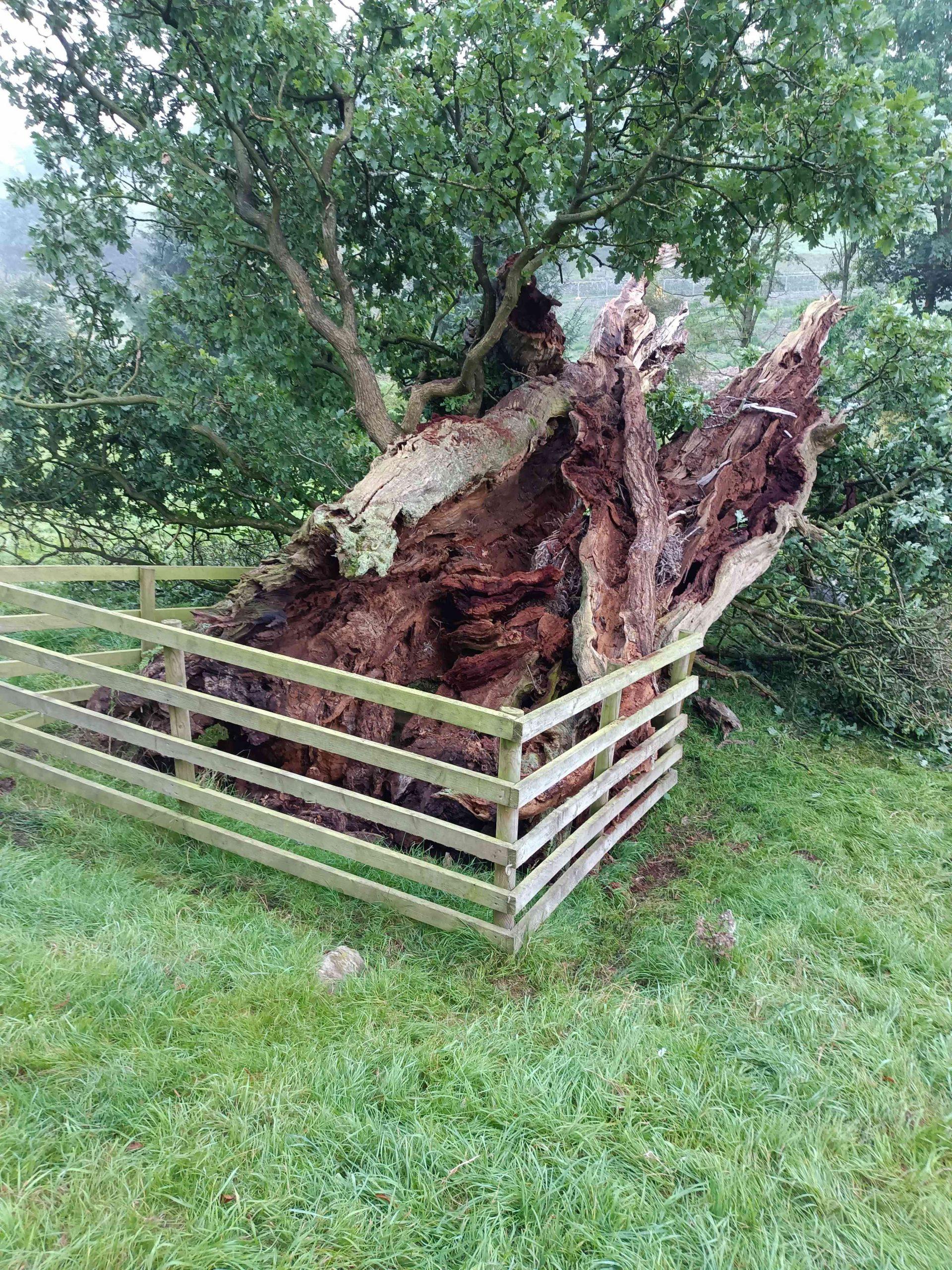 Photo of the fallen tree behind its fencing.