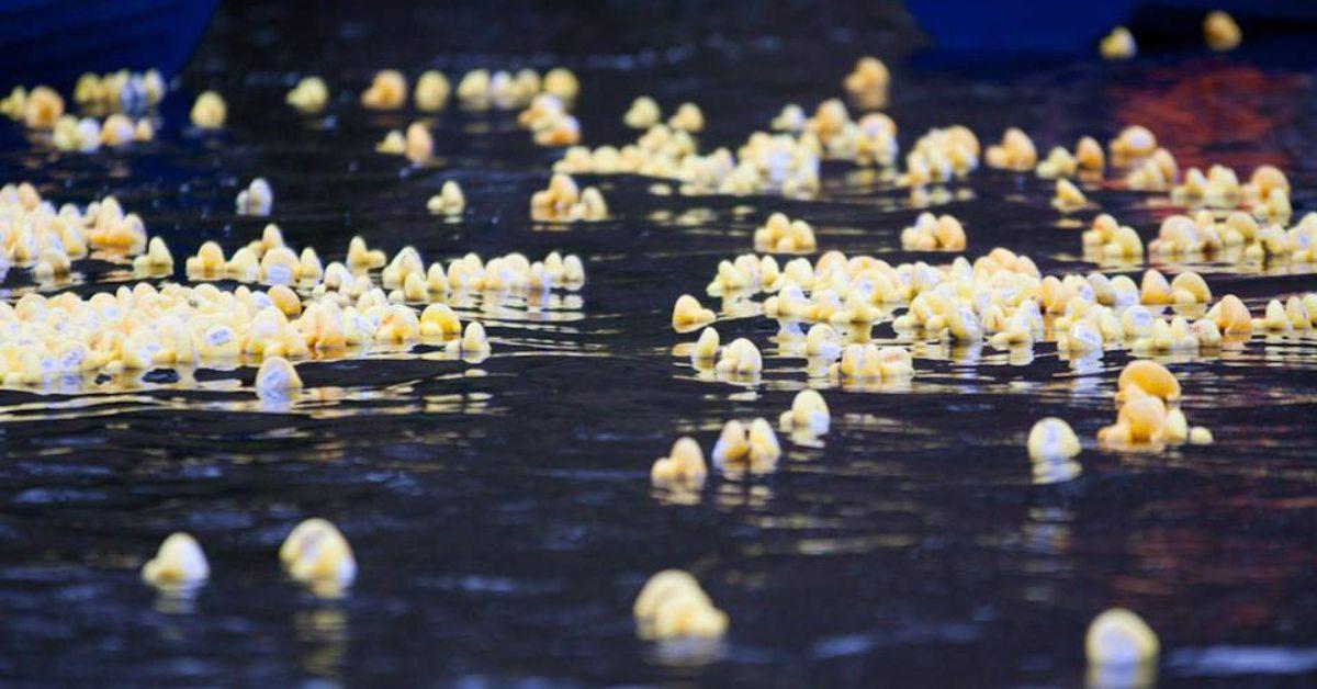 305927245_404696958506234_4906430793997932470_n