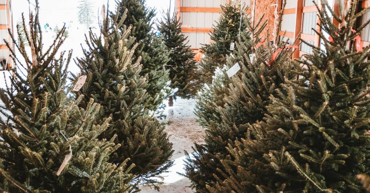 christmas-tree-feature-image