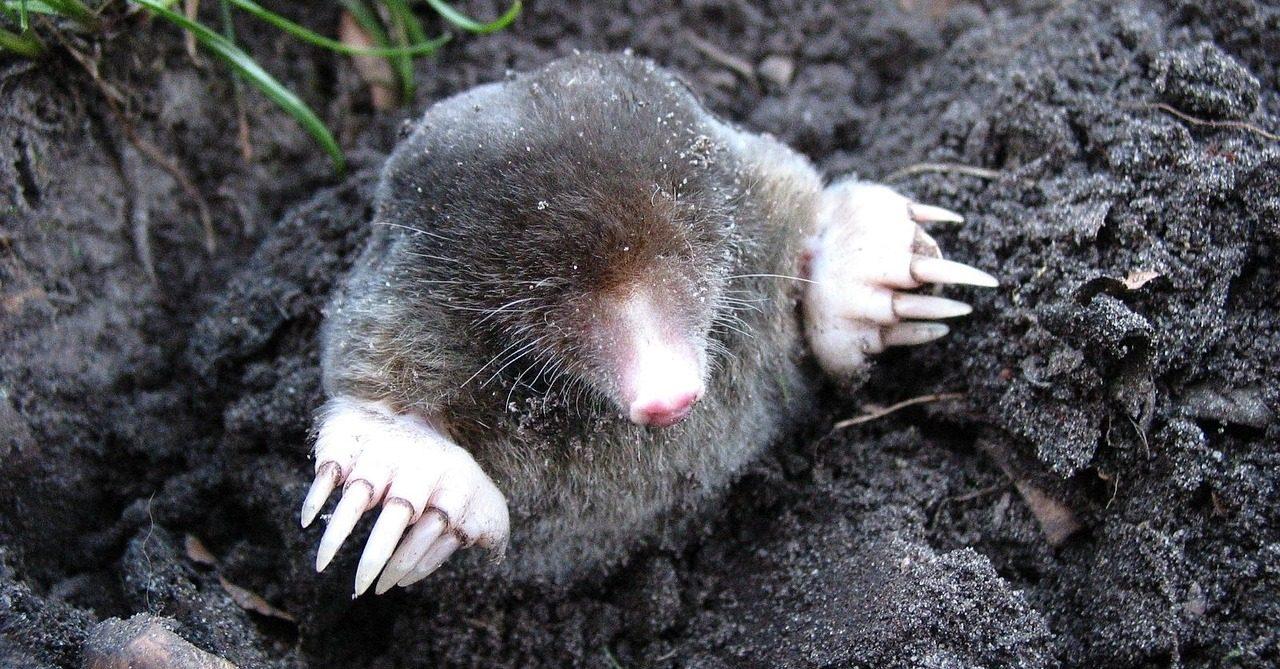 mole-13299_1280