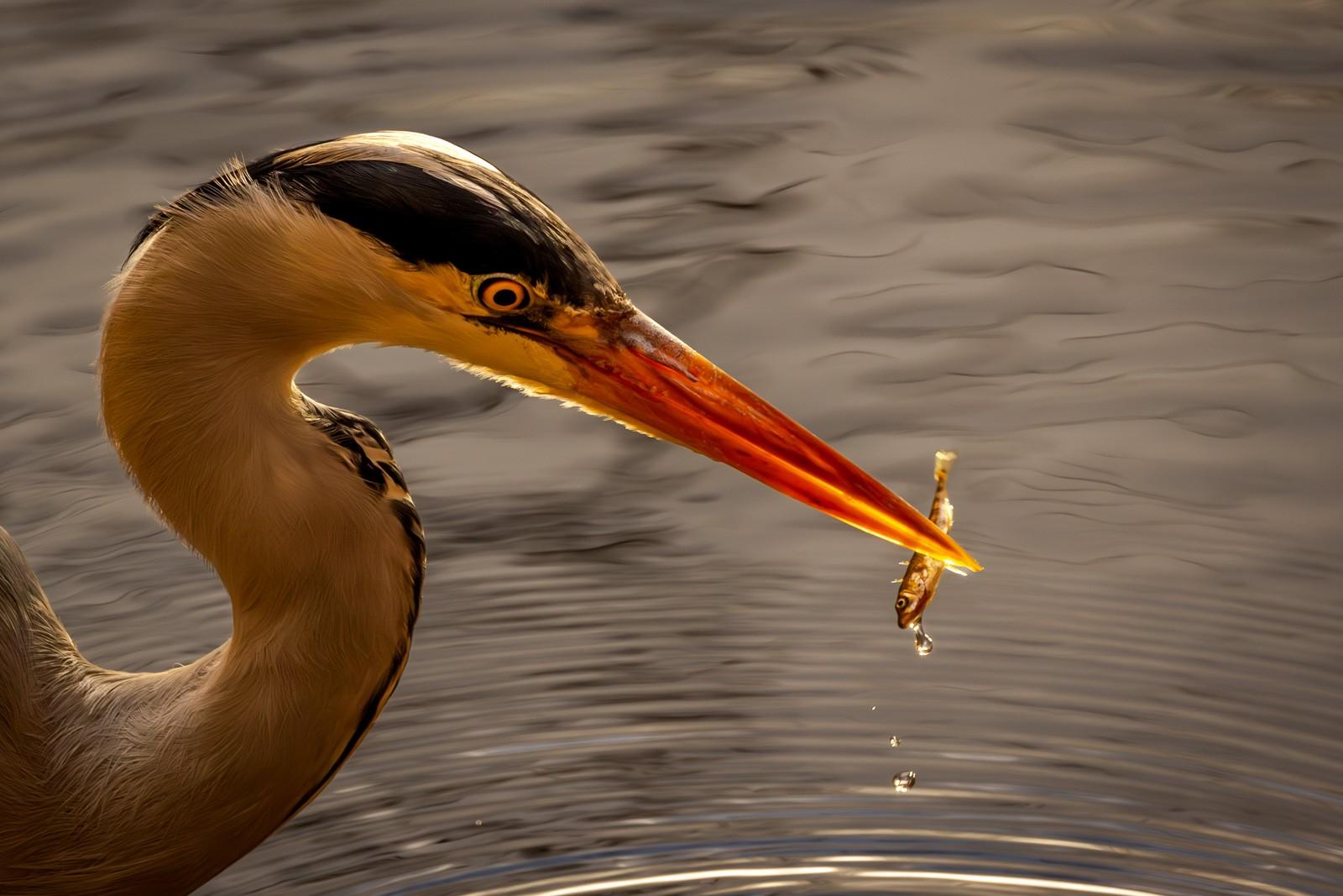 julie-valentine-photo-of-the-week