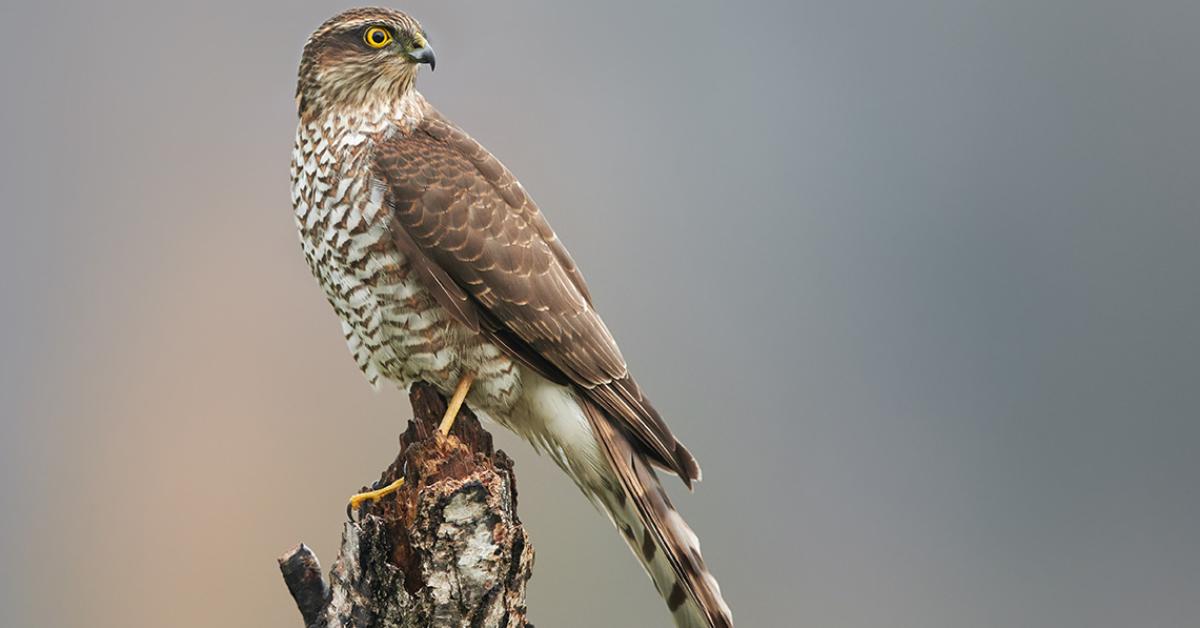 sparrowhawk-lores-from-shutterstock