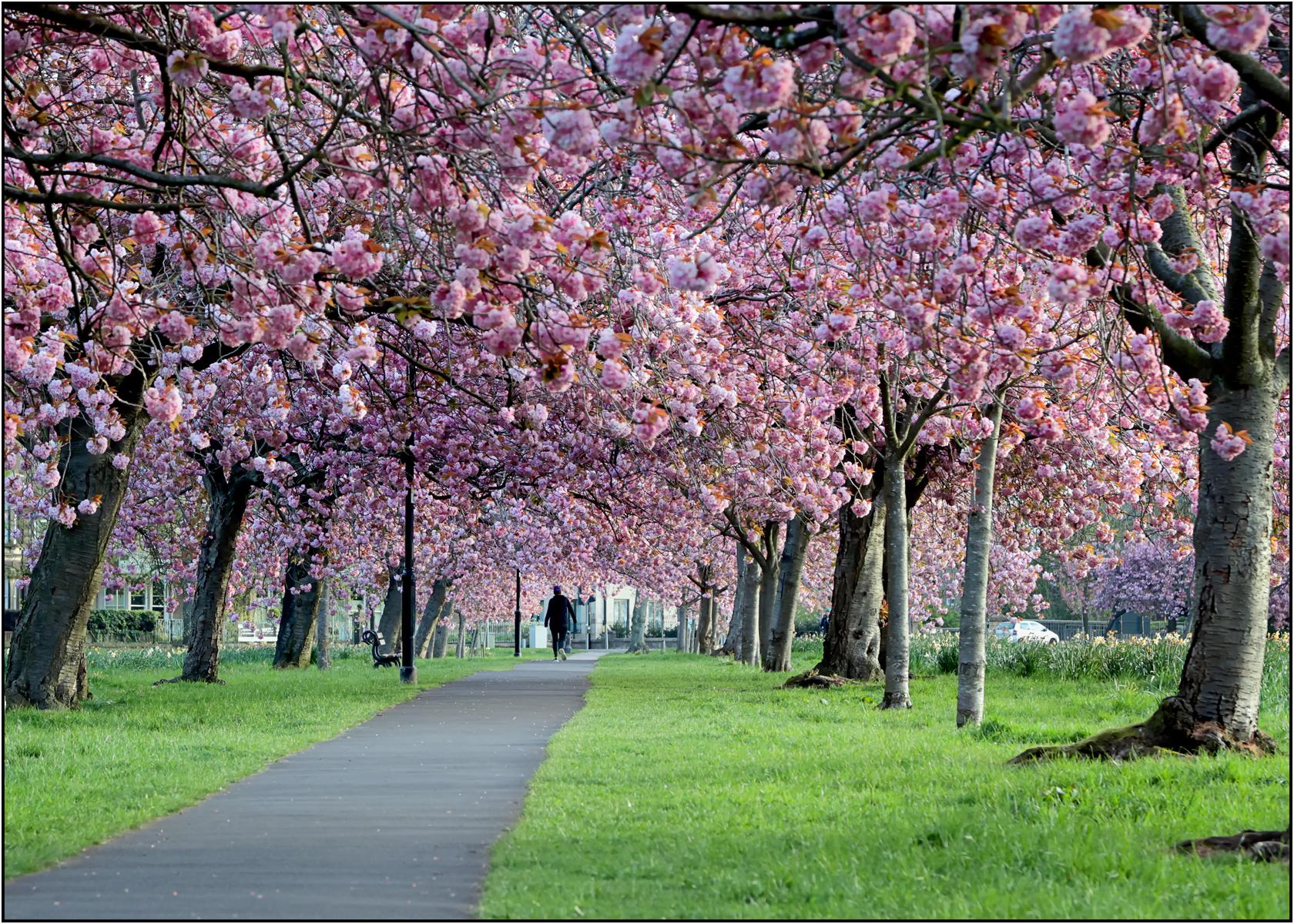 r6m25997210424straycherryblossom-2