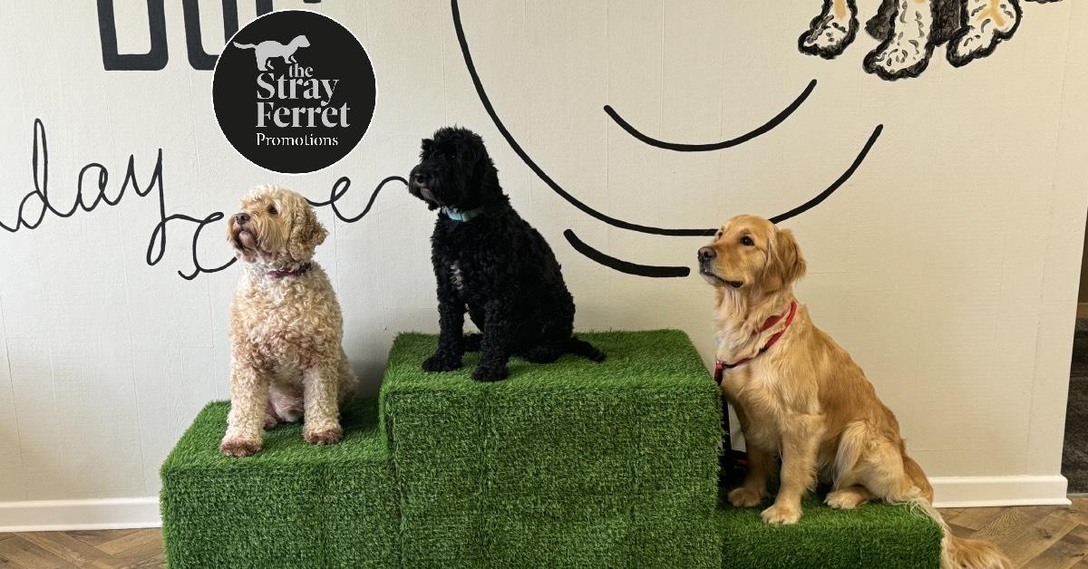 harrogate-dog-lead-image