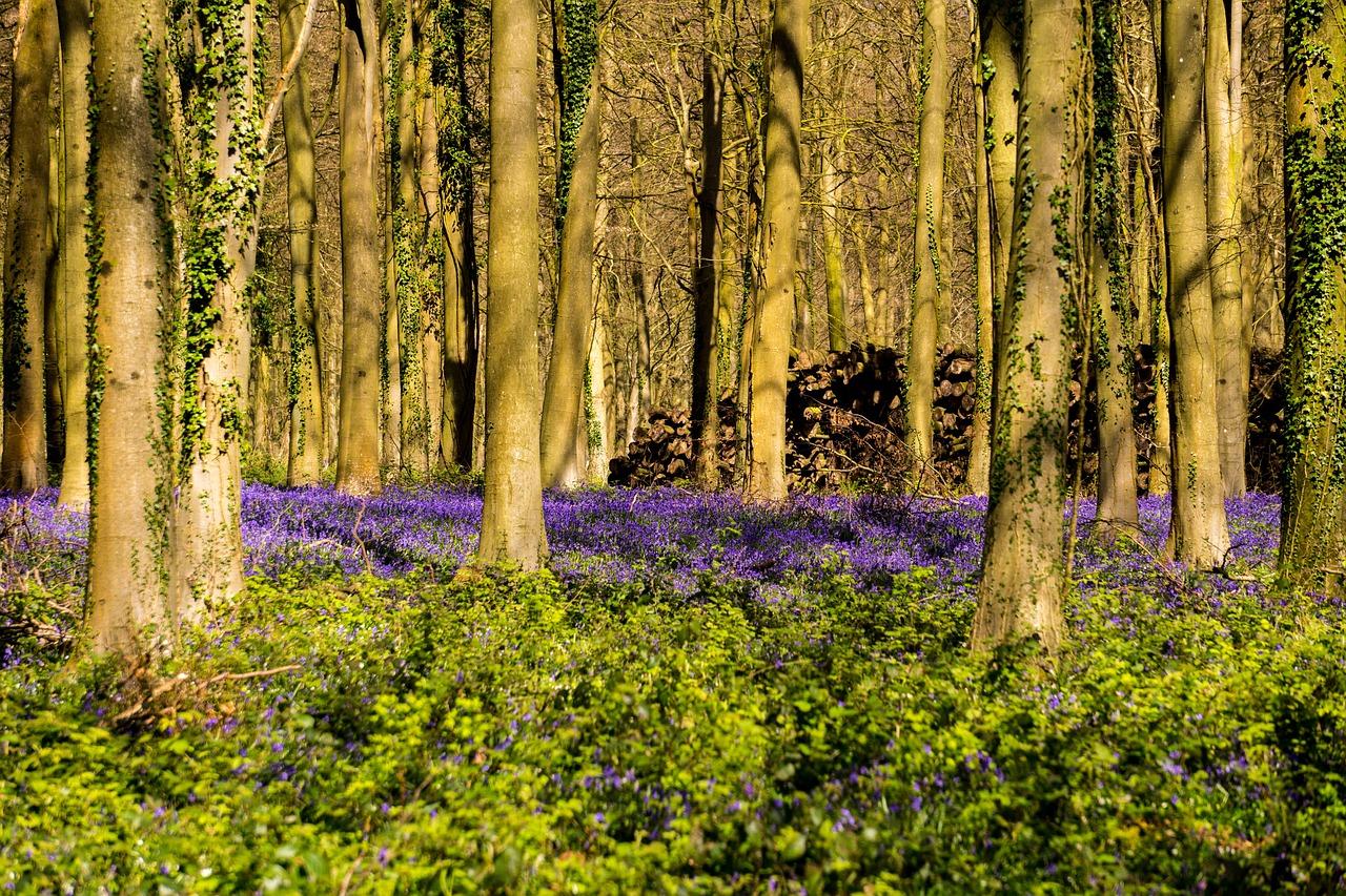 bluebells-2434665_1280