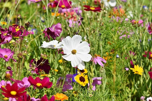 flower-meadow-3598562_640