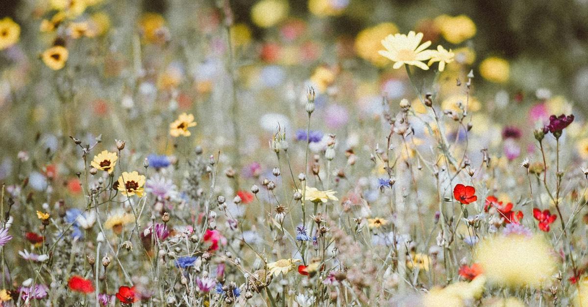web-wildflowersannie-spratt-ww-b4vndpya-unsplash