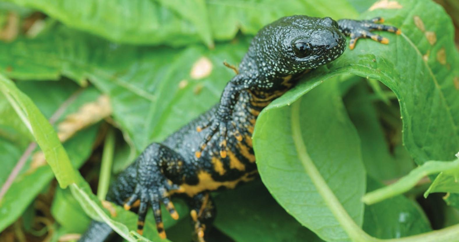 great-crested-newt_john-bridges-2