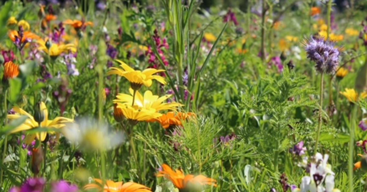 Pick-your-own flower farm opens near Ripon