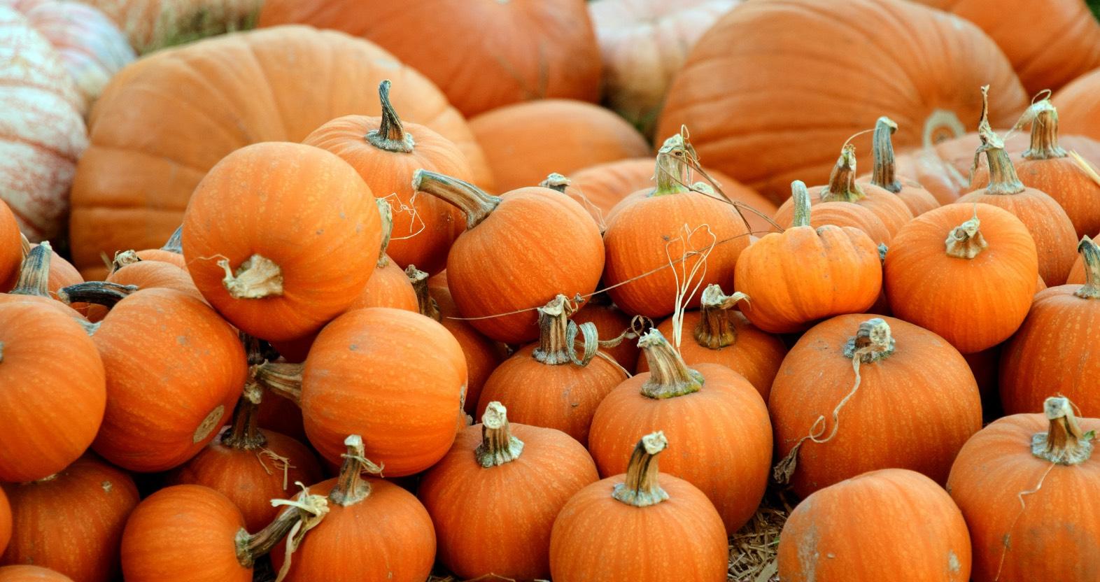 pumpkinsmark-duffel-vqtbahvrgvc-unsplash