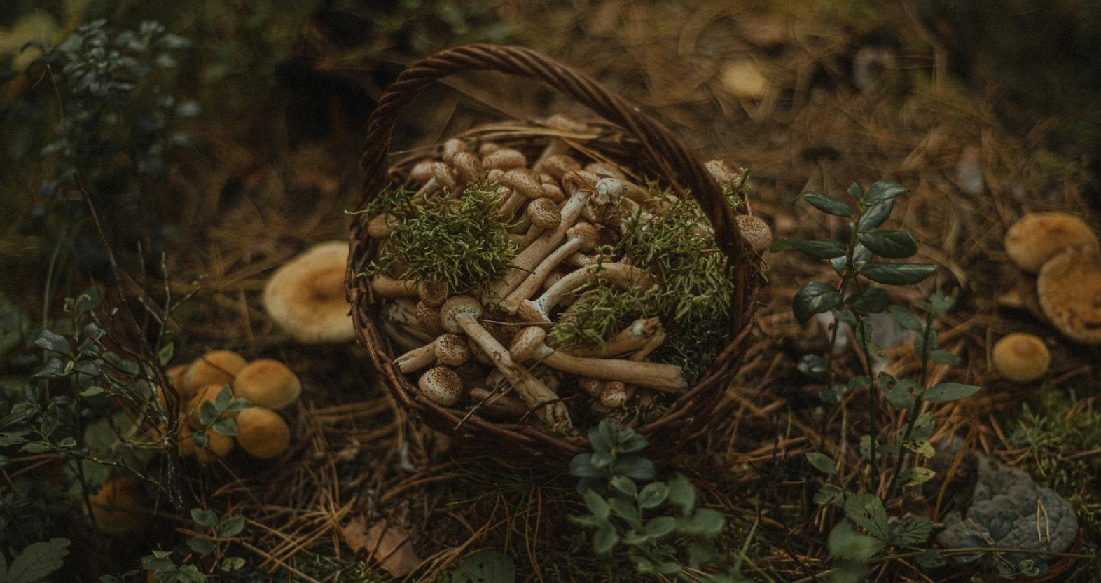 webvasilina-sirotina-268l9i-wqc4-unsplash