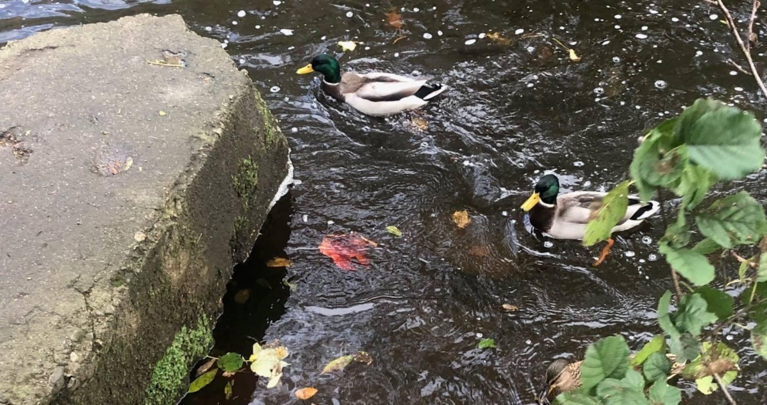 ripon-21st-october-2024-ducks-on-the-skell
