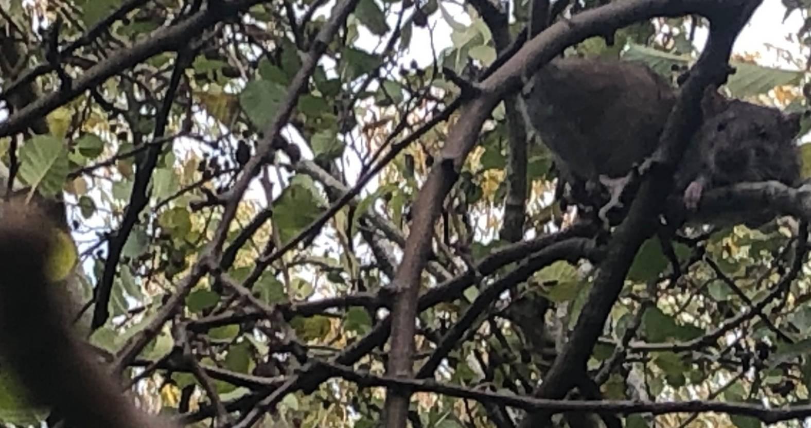 ripon-21st-october-2024-rat-2