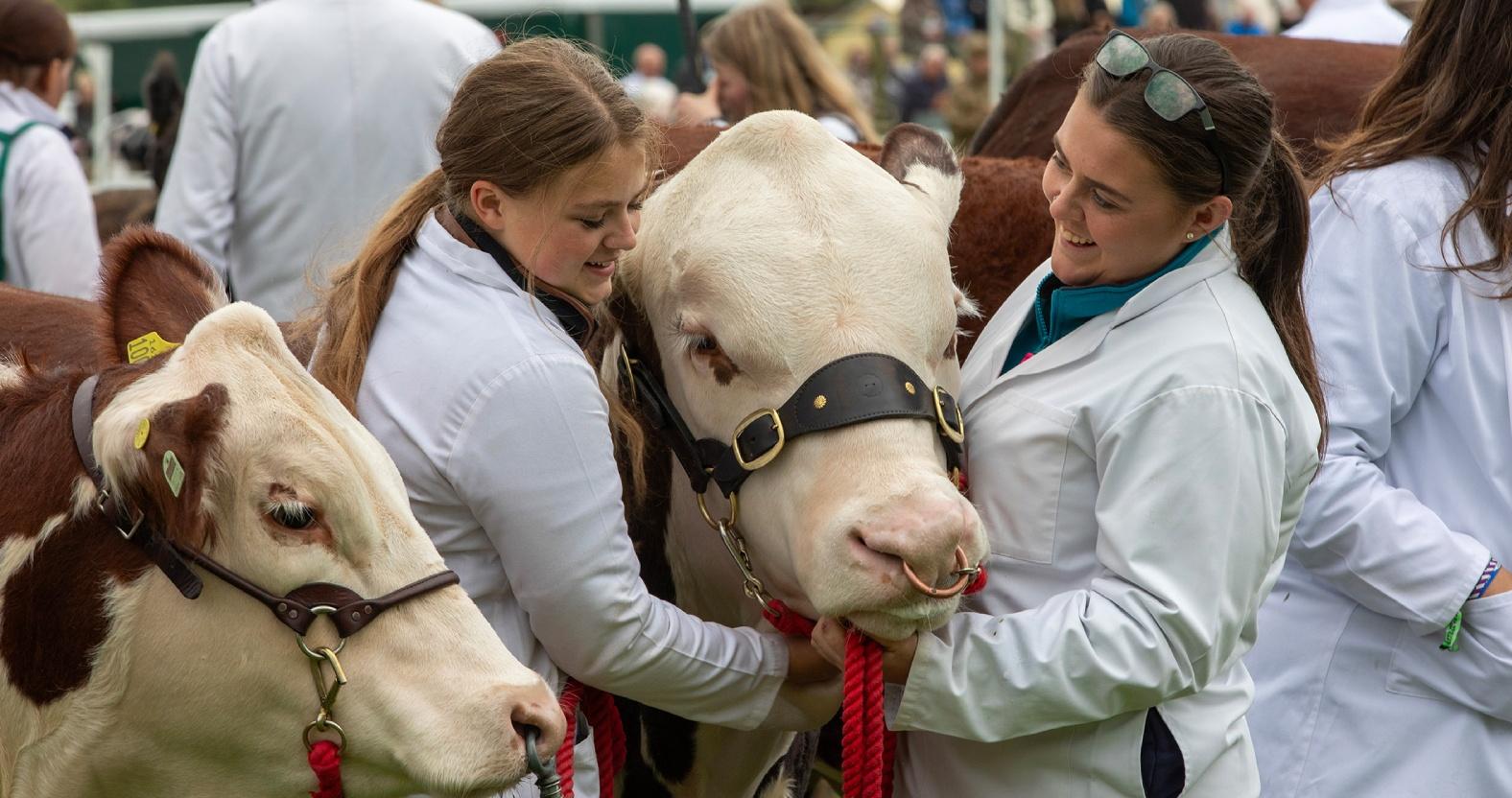 gys24_cattle-parade-main-ring-1