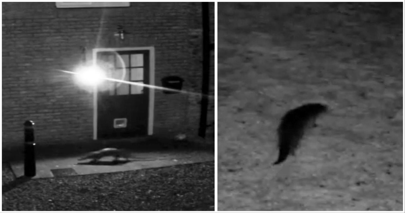 mixcollage-01-nov-2024-12-28-pm-3513