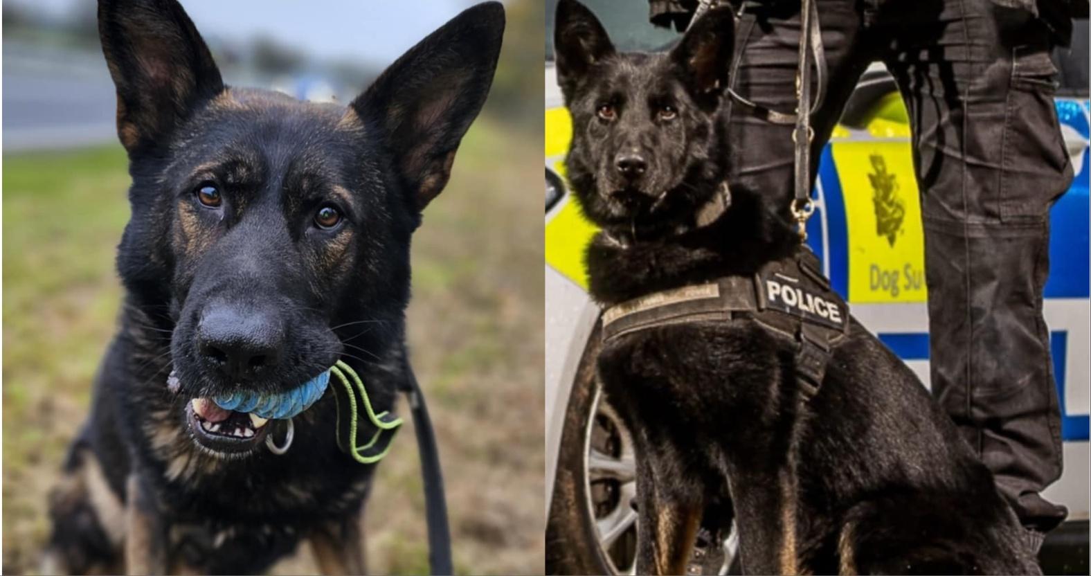 mixcollage-05-nov-2024-12-22-pm-7833