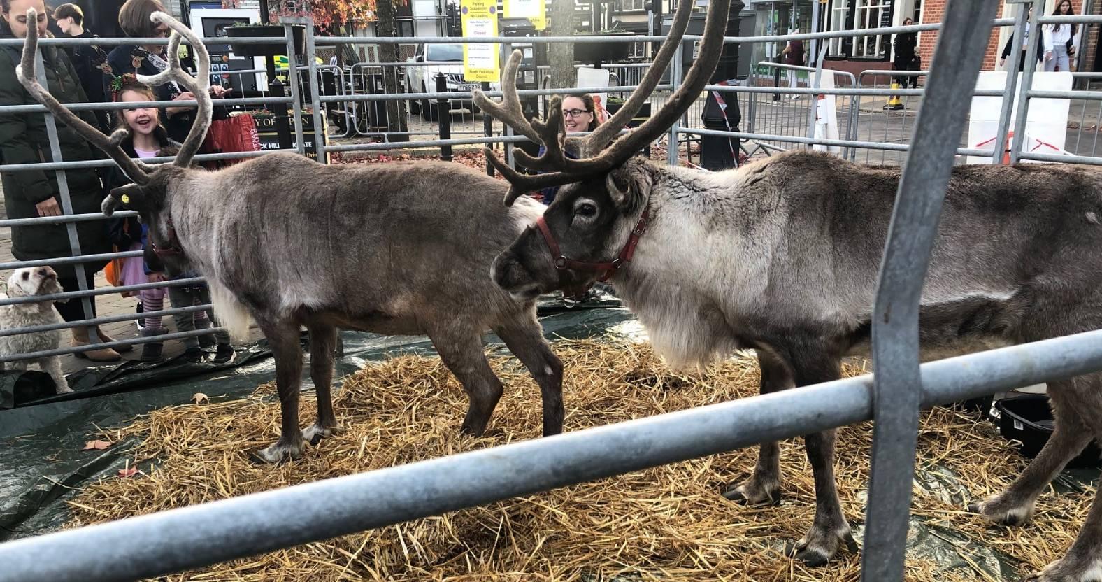 ripon-17th-nov-2024-reindeer-ronnie-and-cracker
