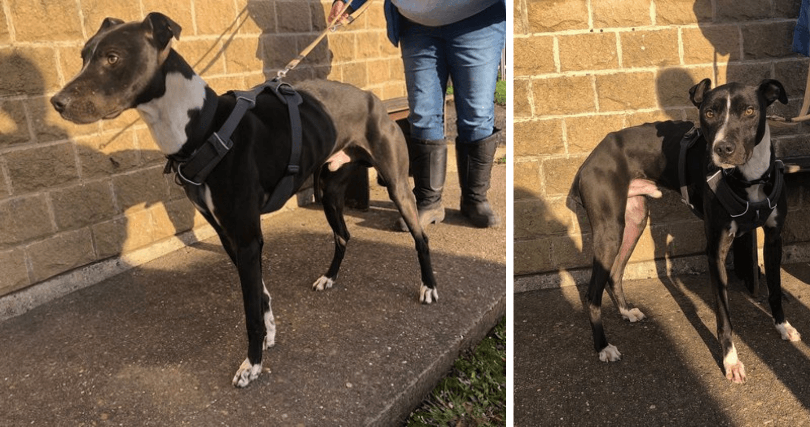 editorial-image-dimensions-1578-x-832-11-12