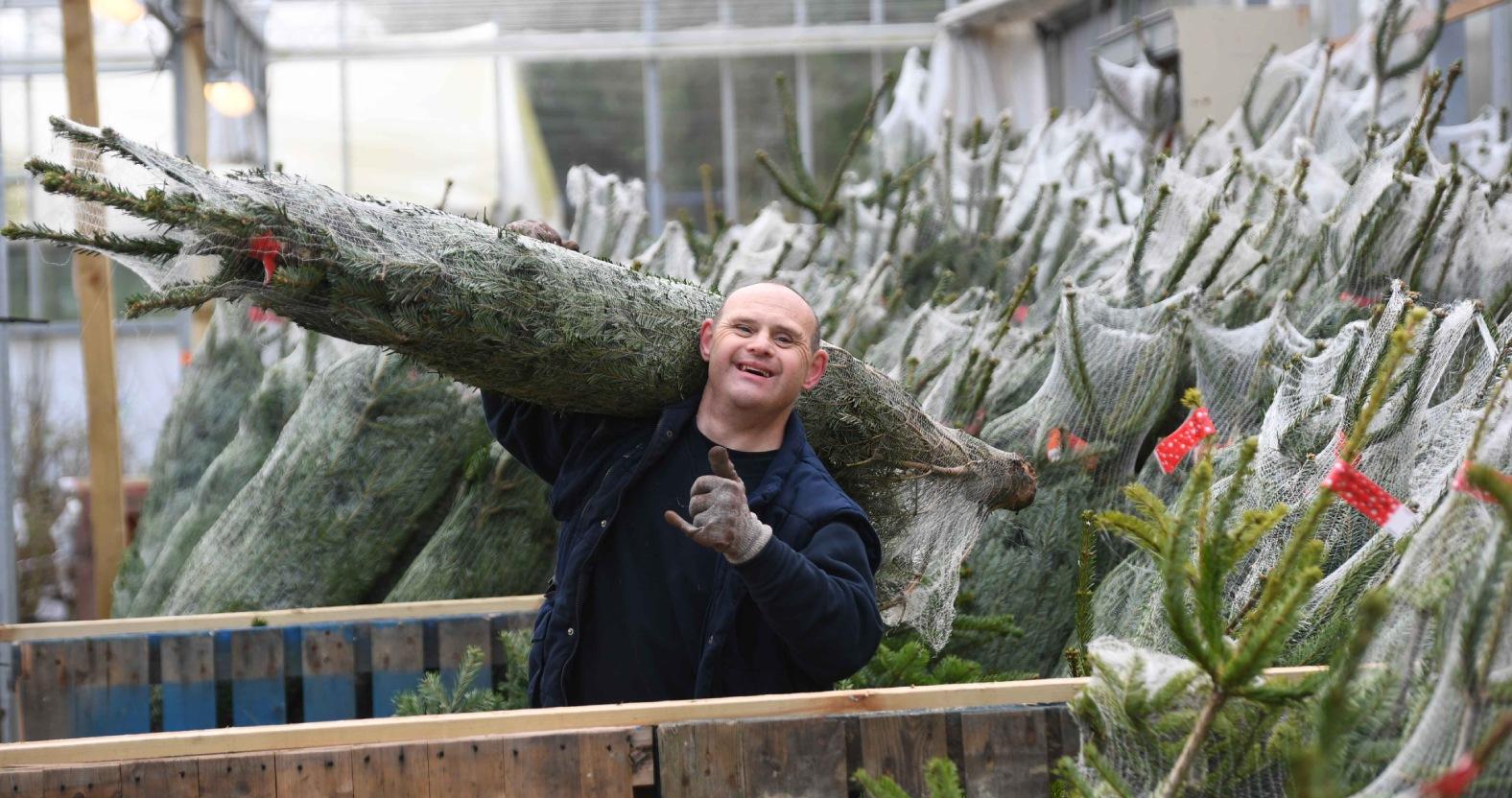 horticap-student-andrew-atkinson-with-the-stock-of-christmas-trees-ready-for-sale