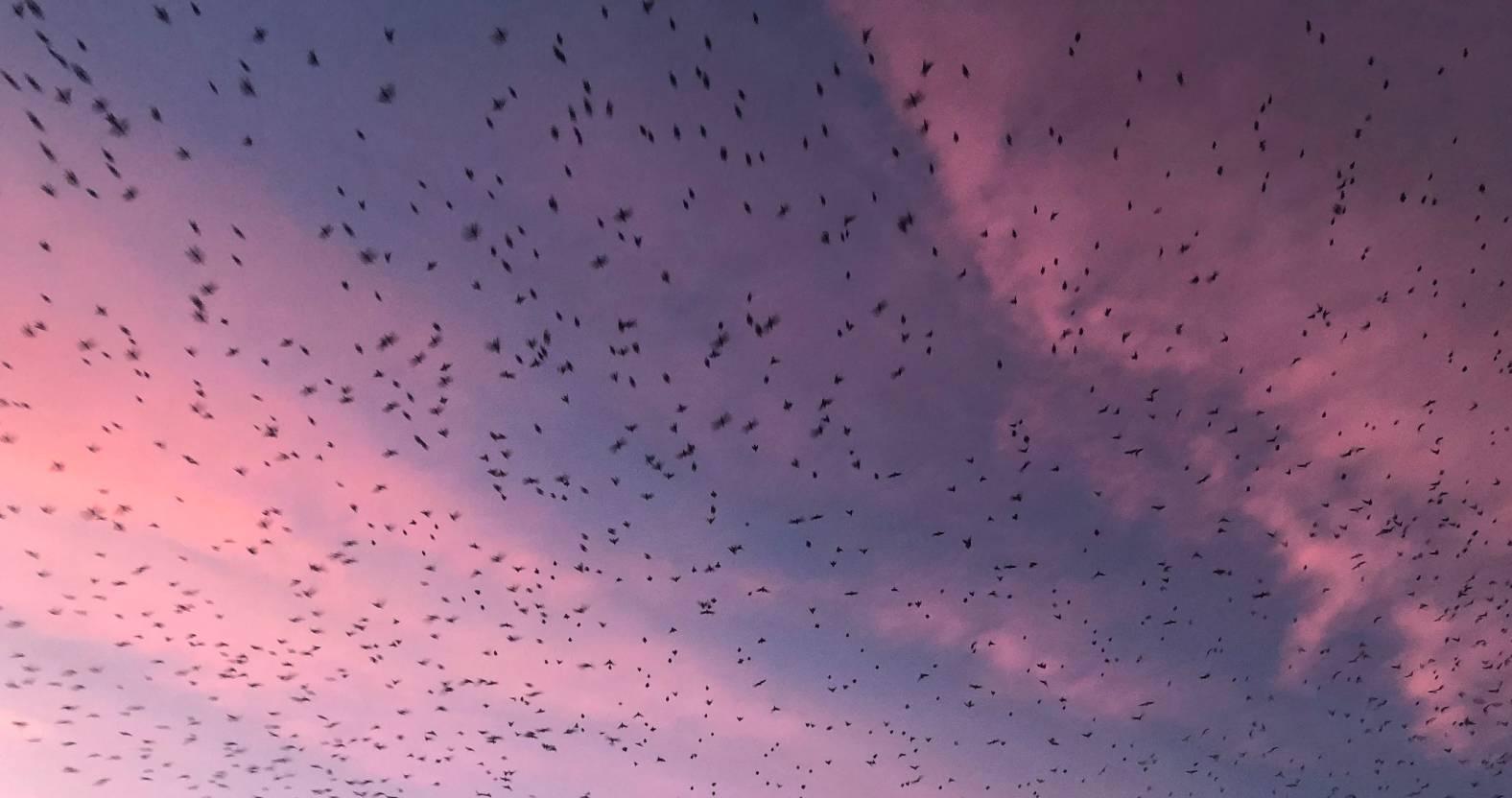 ripon-30th-dec-2024-large-flock-of-birds