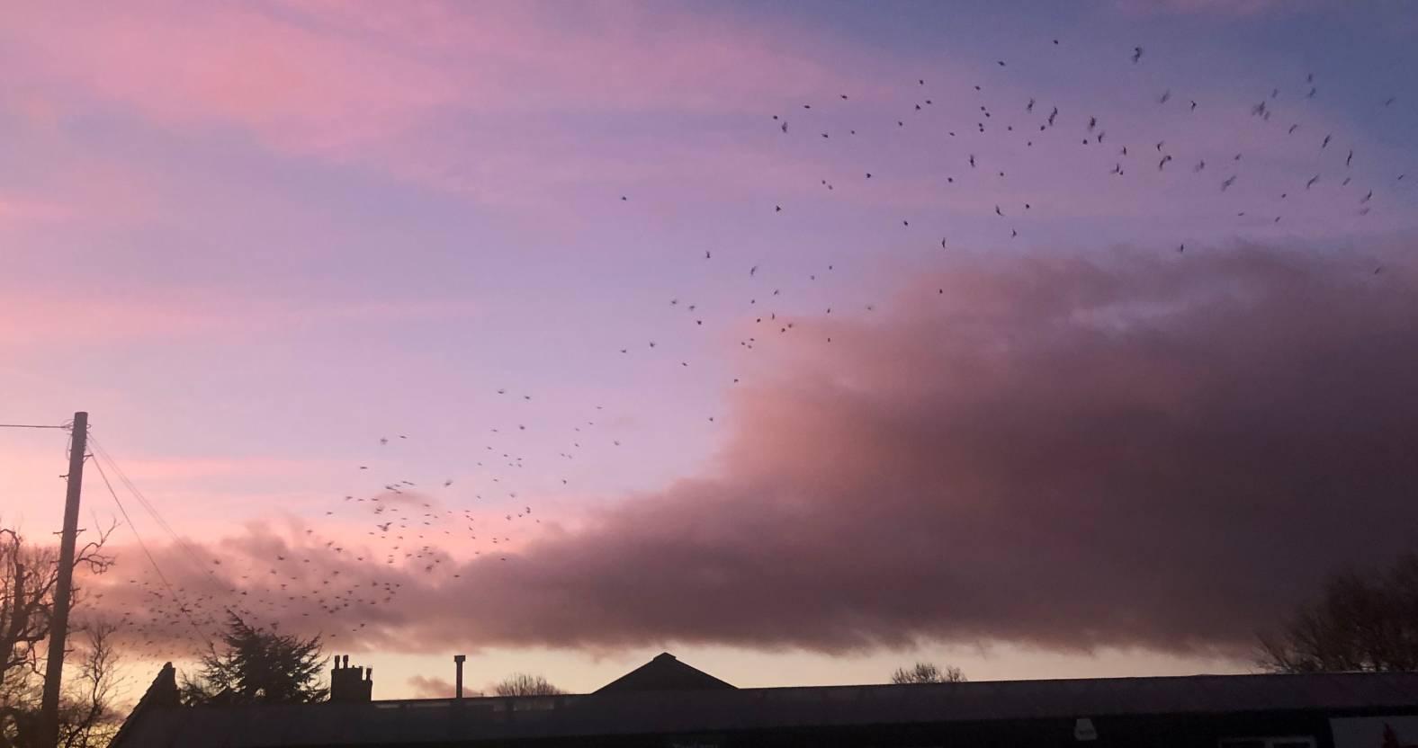 ripon-30th-dec-2024-start-of-the-murmuration