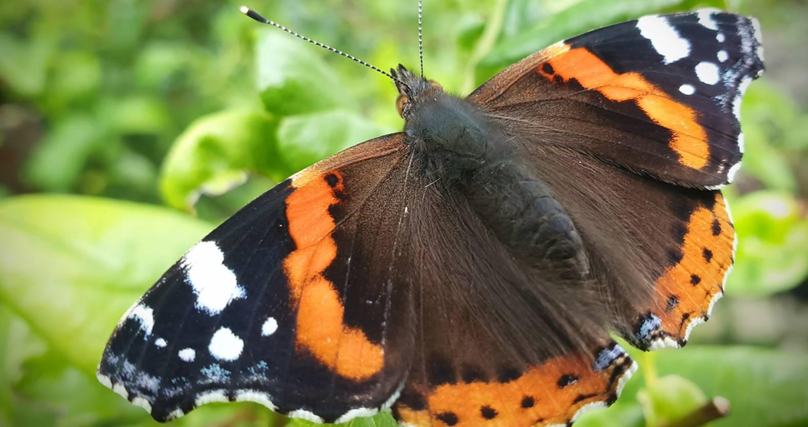ripon-14th-jan-2025-red-admiral-butterfly