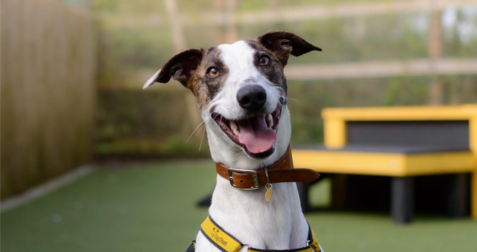 new-research-reveals-uk-dog-hotspots