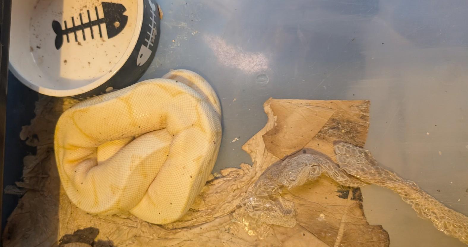kboroexoticrescuectr-snake-neglect1