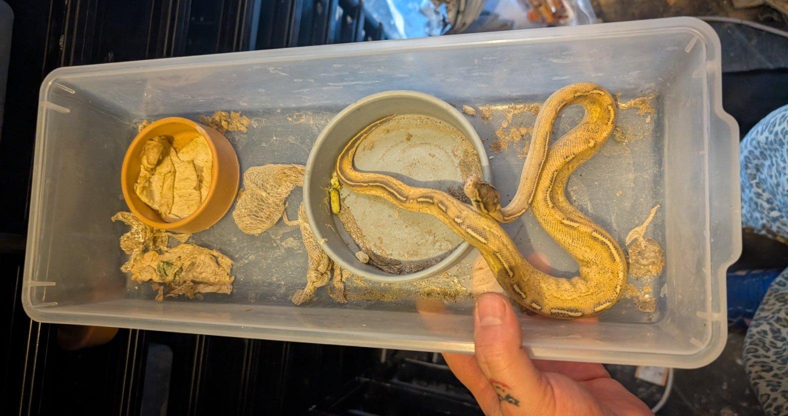 kboroexoticrescuectr-snake-neglect2