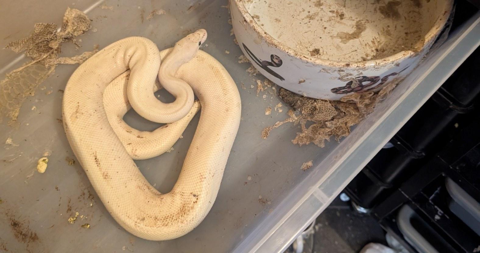 kboroexoticrescuectr-snake-neglect3