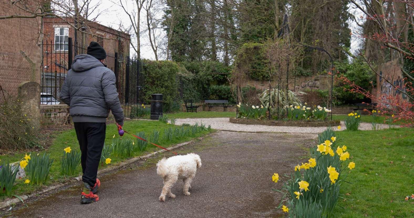 templegardens-dogwalker