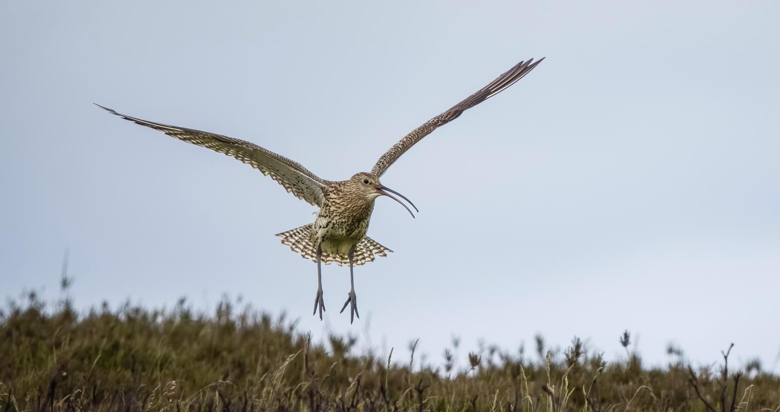 curlew-display-callbarry-carter-limited-permissions-please-see-info-officer-1