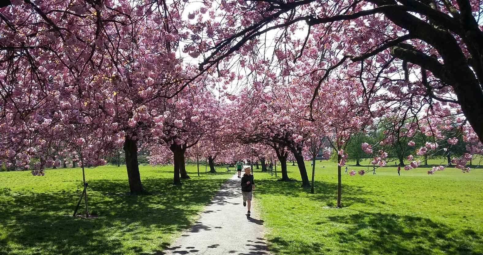 harrogate-stray-blossom-13