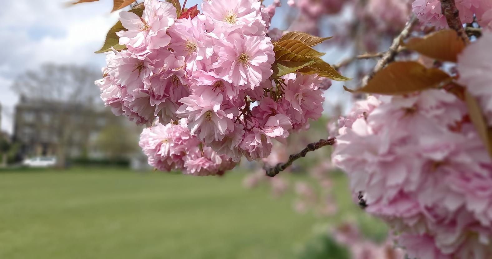 harrogate-stray-blossom-close