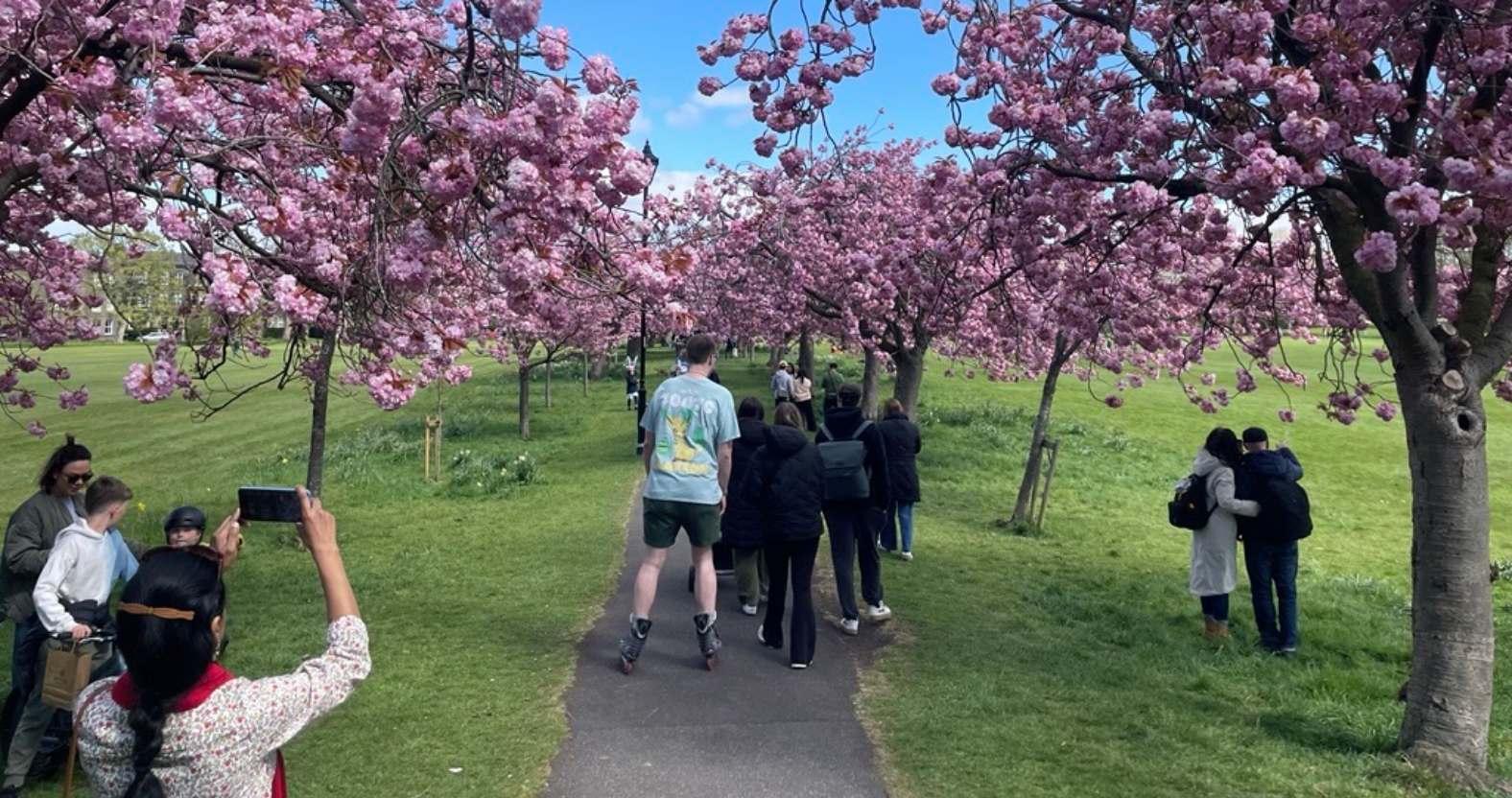 harrogate-stray-blossom-ppl1