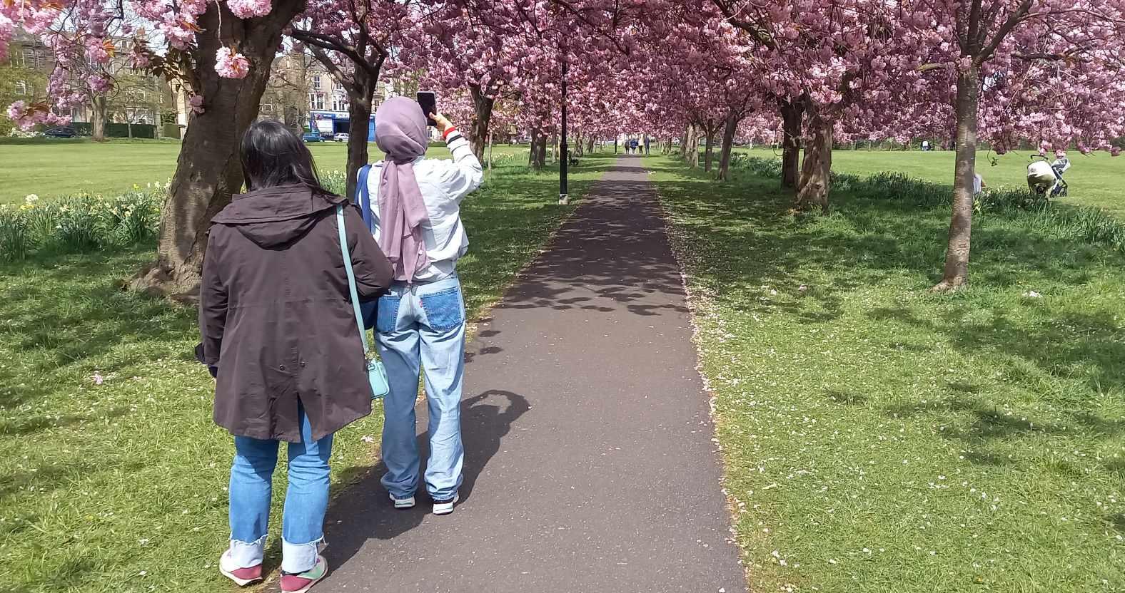 harrogate-stray-blossom-ppl2