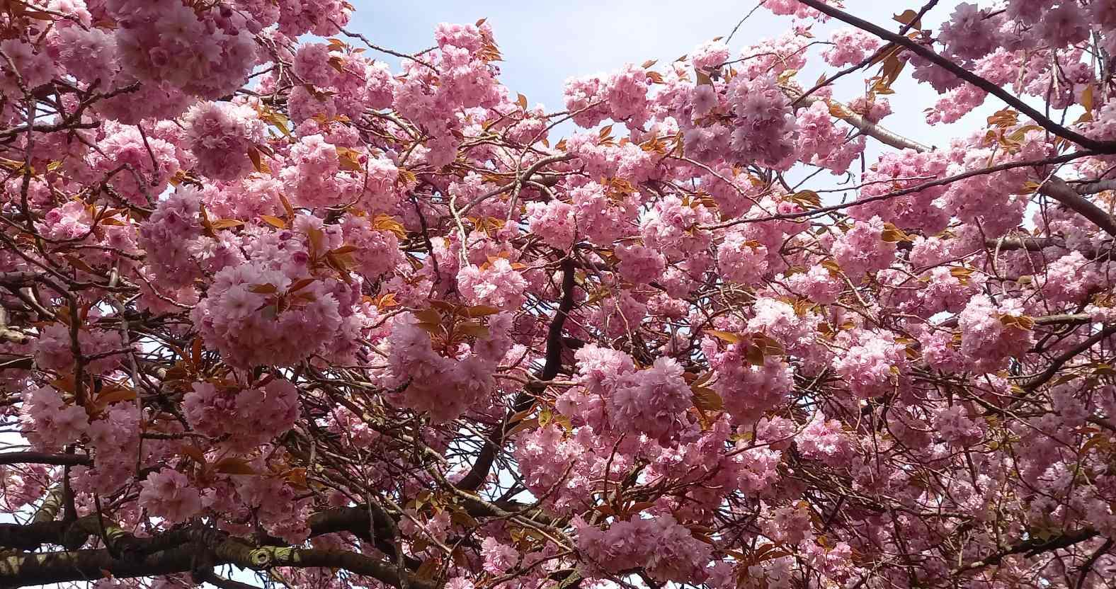harrogate-stray-blossom1